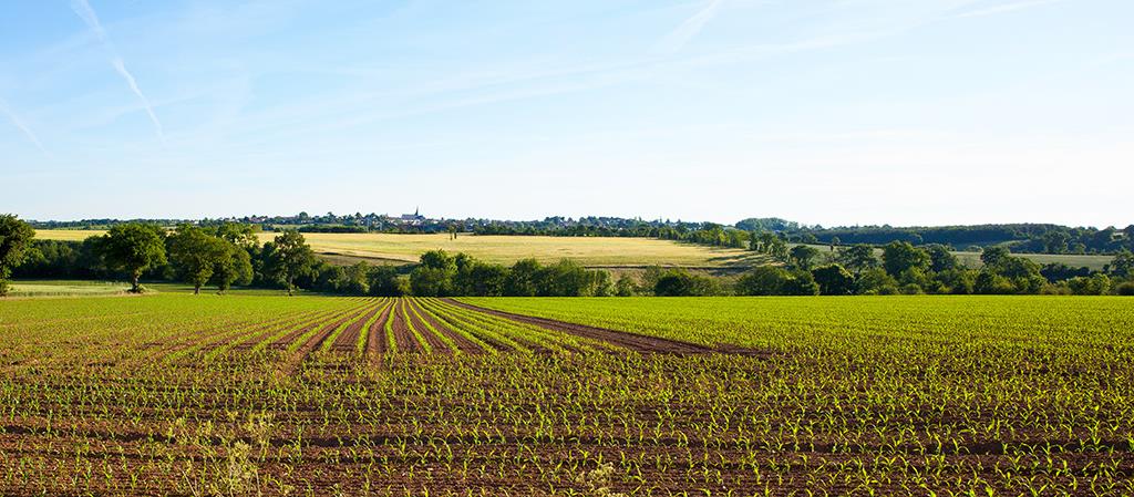 Paysage n&#233;goce